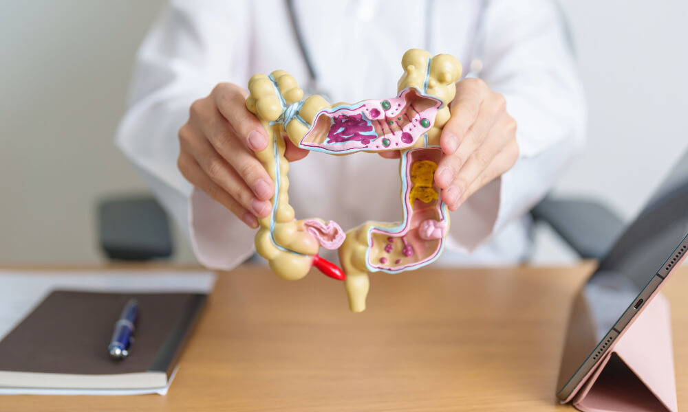 Budowa jelit człowieka